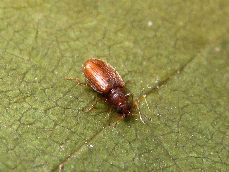 Latridiidae: Cortinicara sp. o Corticaria sp. (o Melanophthalma sp.?)